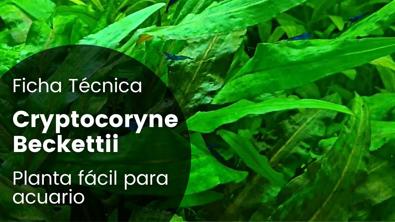 Ficha Técnica Cryptocoryne Beckettii | Cuidados, Parámetros, Propagación, Como plantar...