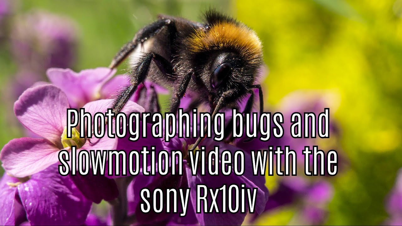 Photographing bugs and in slowmotion video with the sony rx10iv