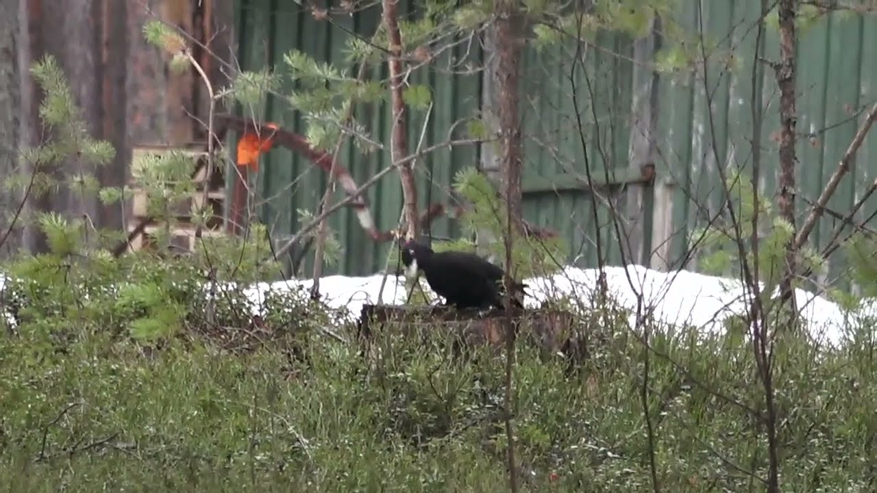 Spillkr&aring;ka