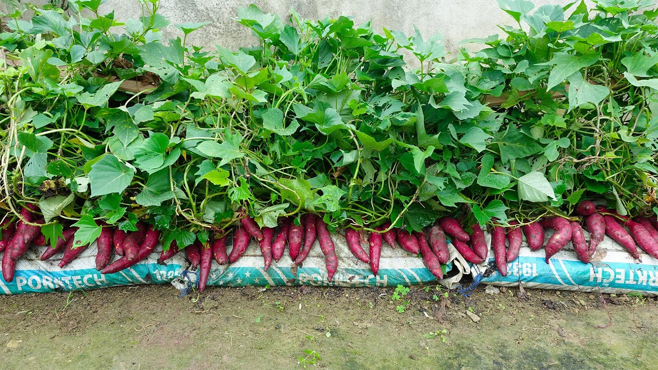 Growing Sweet Potatoes In Soil Bags, Harvest And Cook Right In The Garden