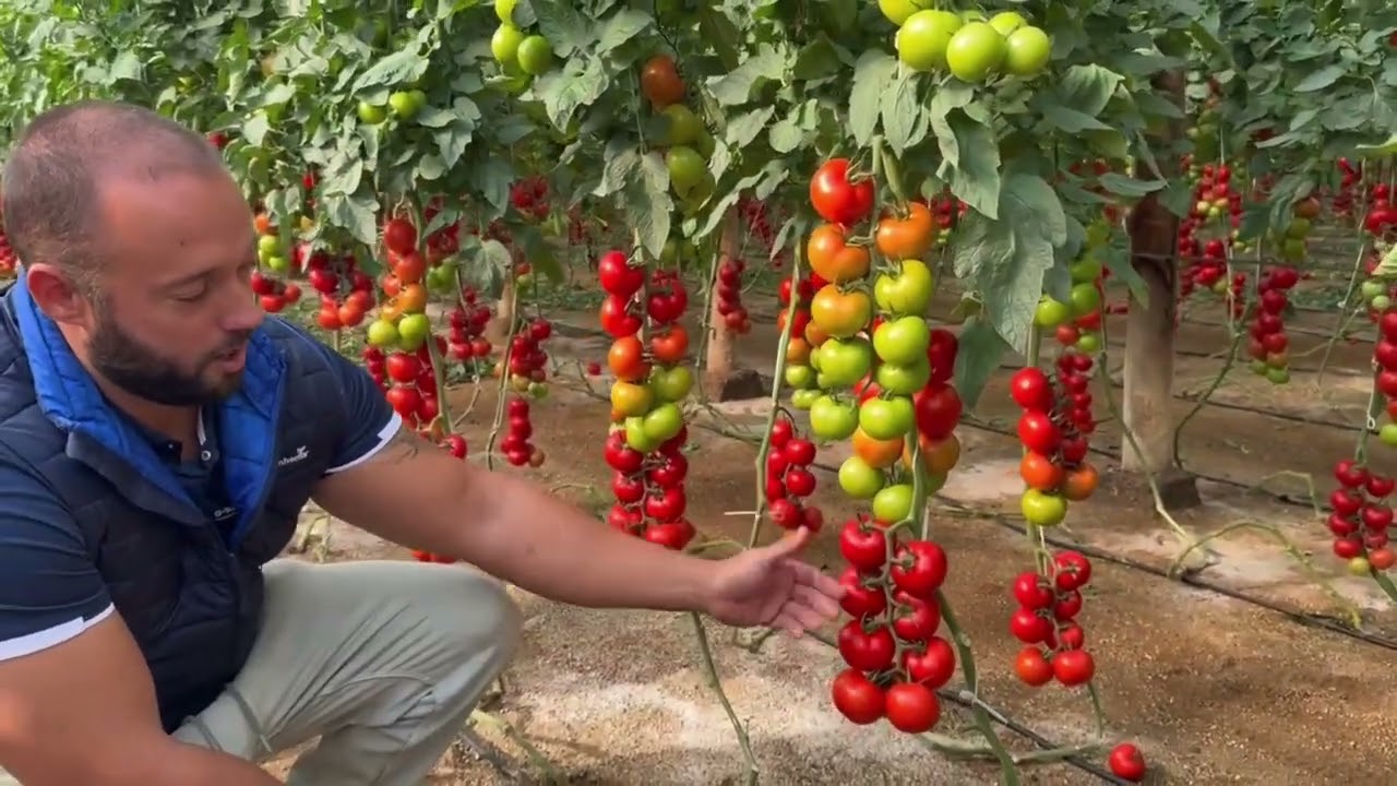 Beires* - Novedad de BASF | Nunhems para tomate rama