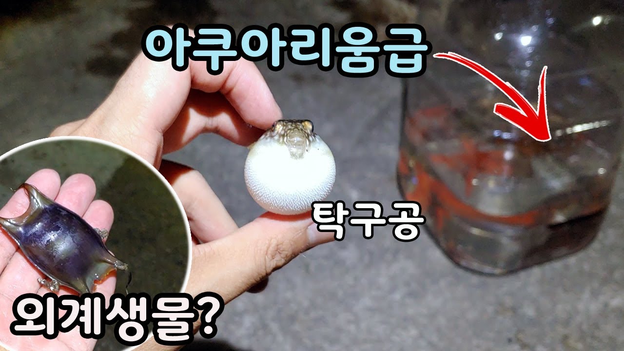 평범해 보이는 포구, 바닷속은 아쿠아리움 못지 않네요 열대 해수어부터 맹독성 해파리까지