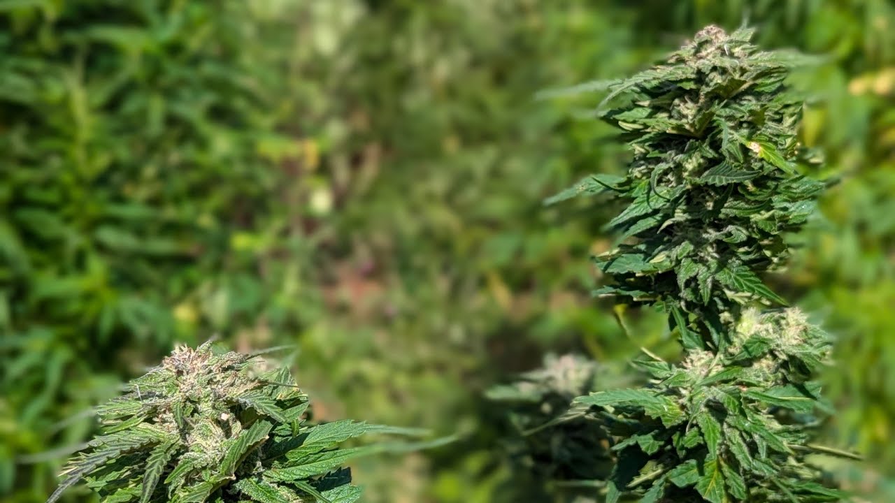 Guerilla Grow UK ep8