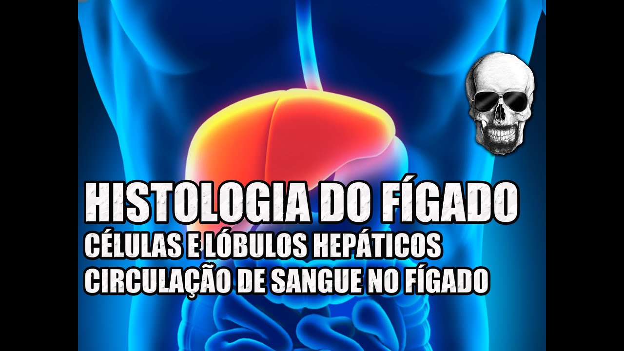 Vídeo Aula 144 - Sistema Digestório | Anatomia Humana | Histologia do Fígado: Células e Circulação