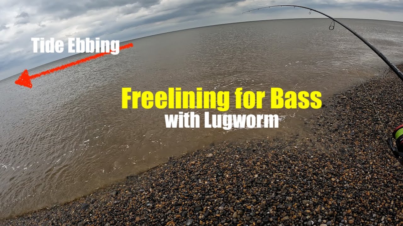 Freelining for Bass with Lugworm