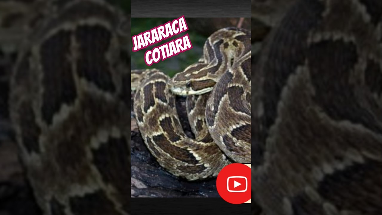 Jararaca Cotiara #papodecobra #Jararaca #cotiara