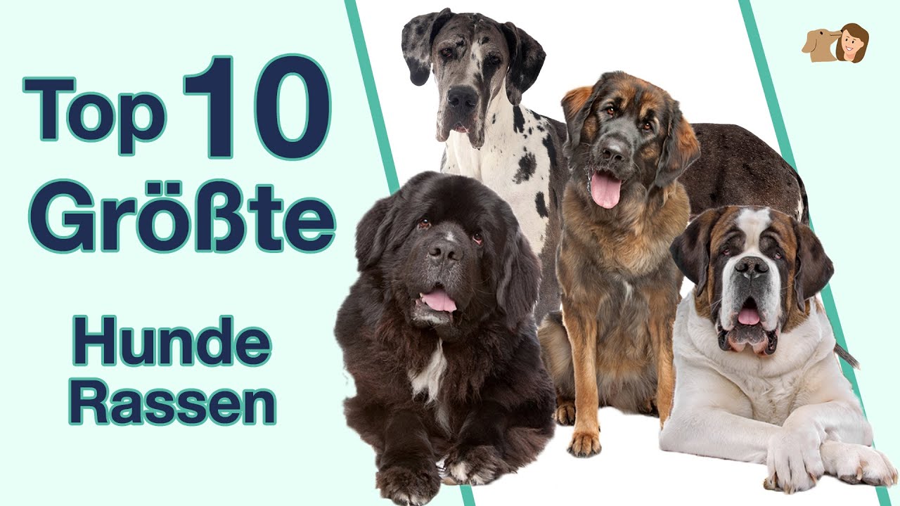 Die Top 10 der gr&ouml;&szlig;ten Hunderassen | Rangliste sortiert nach H&ouml;he, Gewicht, Erscheinungsbild