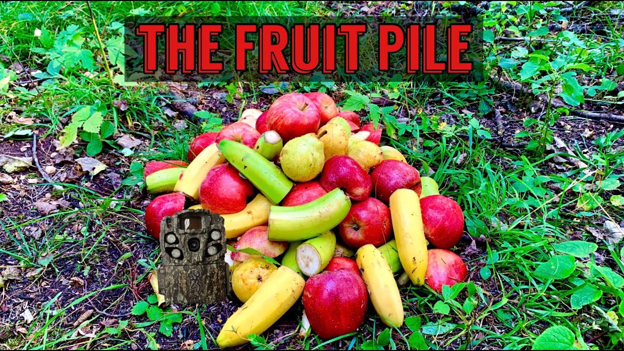 We Left a PILE OF FRUIT in the Woods. Heres what happened! Trail Camera: The Fruit Pile