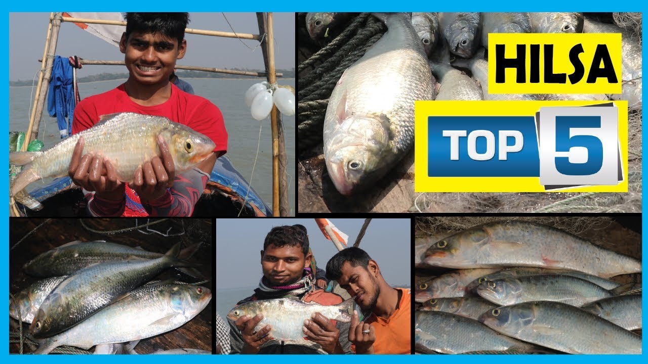 Top 5 Hilsa Fish Catching Video in 2019 | Fish Corn