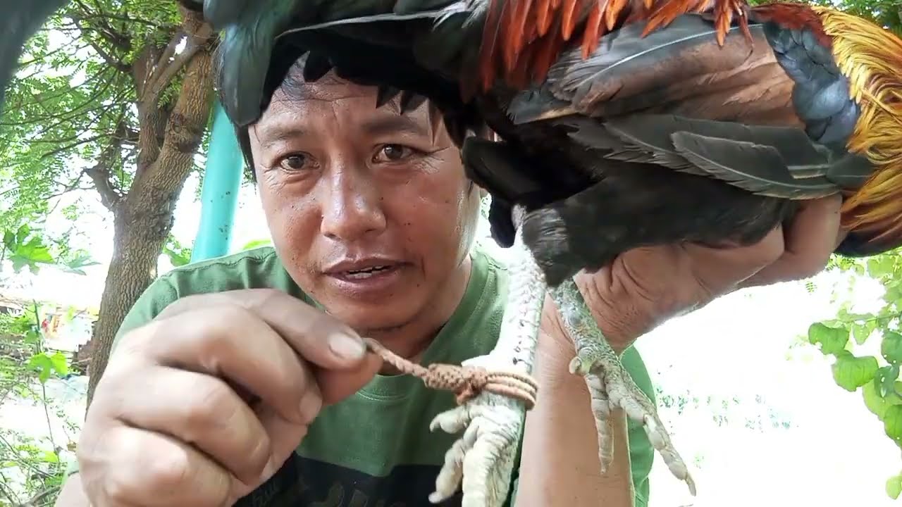 #ep.27วิธีผูกขาไก่ต่อและความรู้เต็มๆ