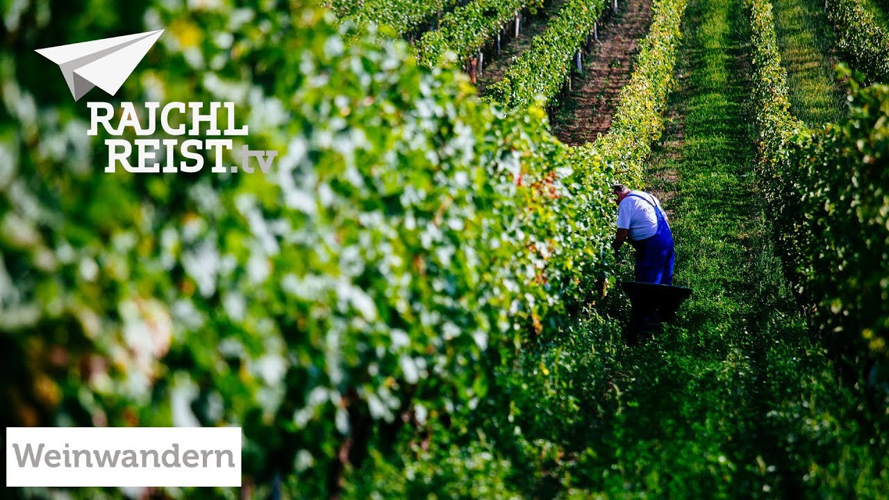 RAJCHL REIST zum Neusiedler See: Weinwandern mit Winzer