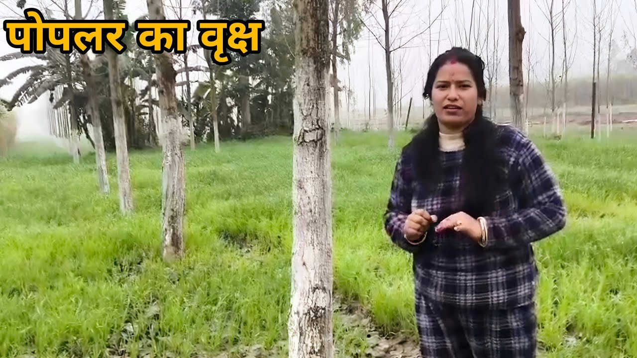कॉपी- किताब बनाने वाला वृक्ष 😯||जानिए इस पेड़ की सच्चाई||indra Takuli Vlogs||