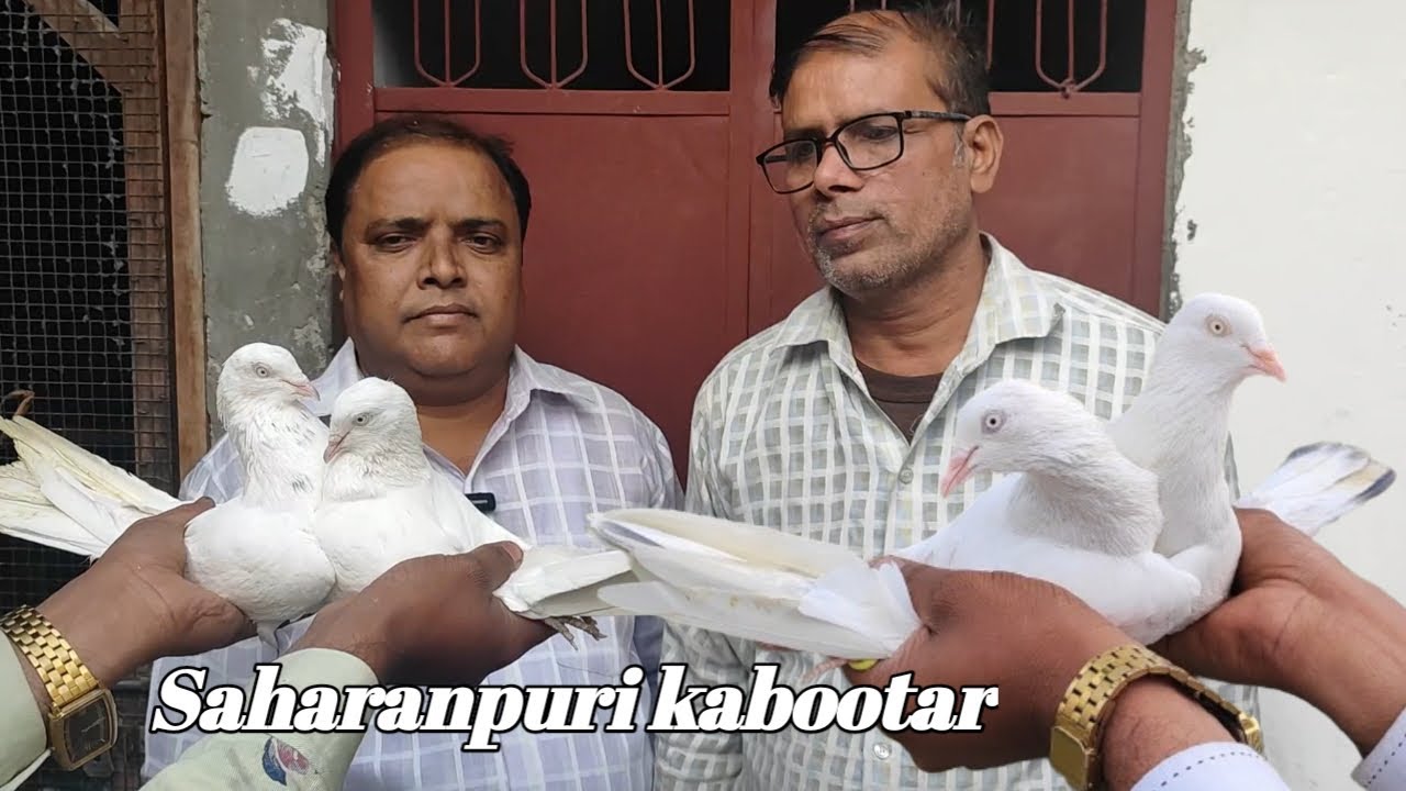 White Saharanpuri Kabutar ! And  Topidar Saharanpuri kabootar ! Arshad idrisi pigeon