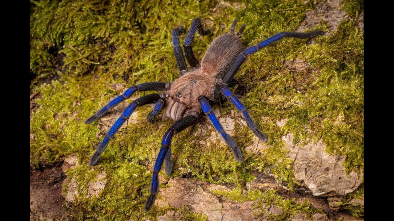 Birupes simoroxigorum , Neon Blue Leg  pairing  is this the first caught on film ?