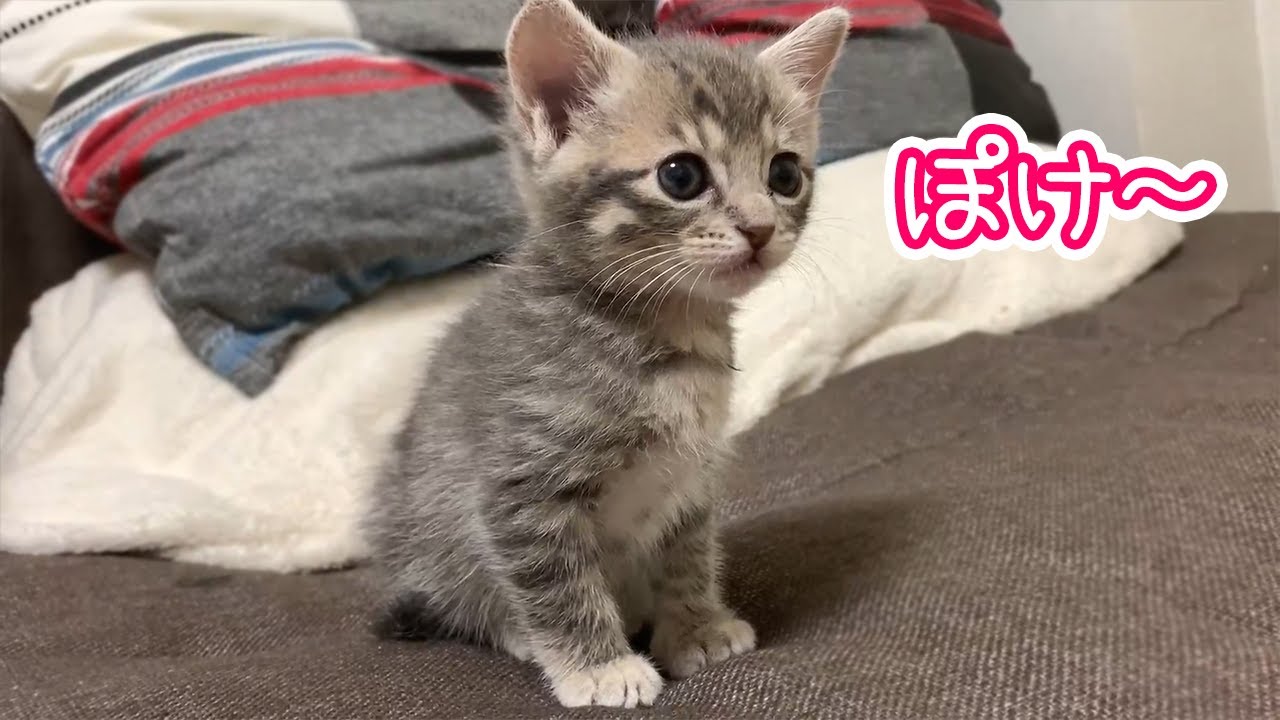 【子猫】ぽわぽわふわふわの赤ちゃんだった乙女猫がかわいすぎました／fluffy baby cat