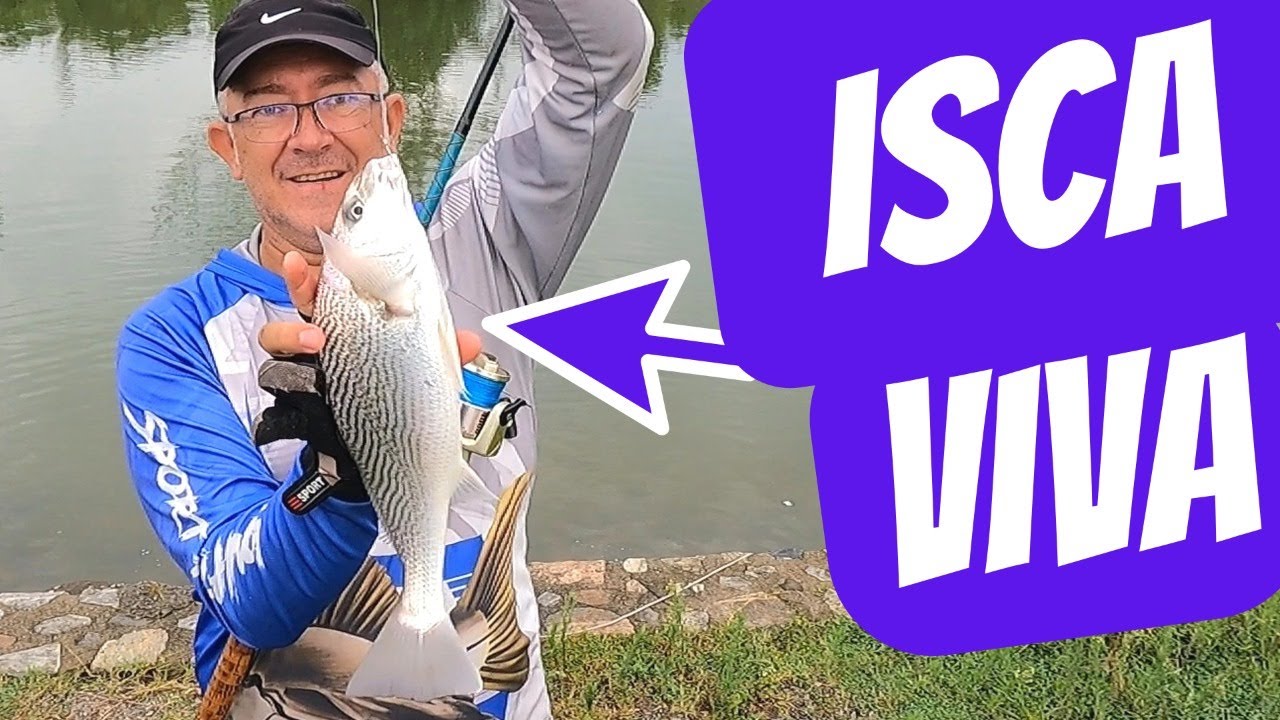PESCARIA com CAMARÃO VIVO no CANAL da MARINA de BUZIOS RJ, PESCA CORVINA, ROBALO PEVA, BADEJO