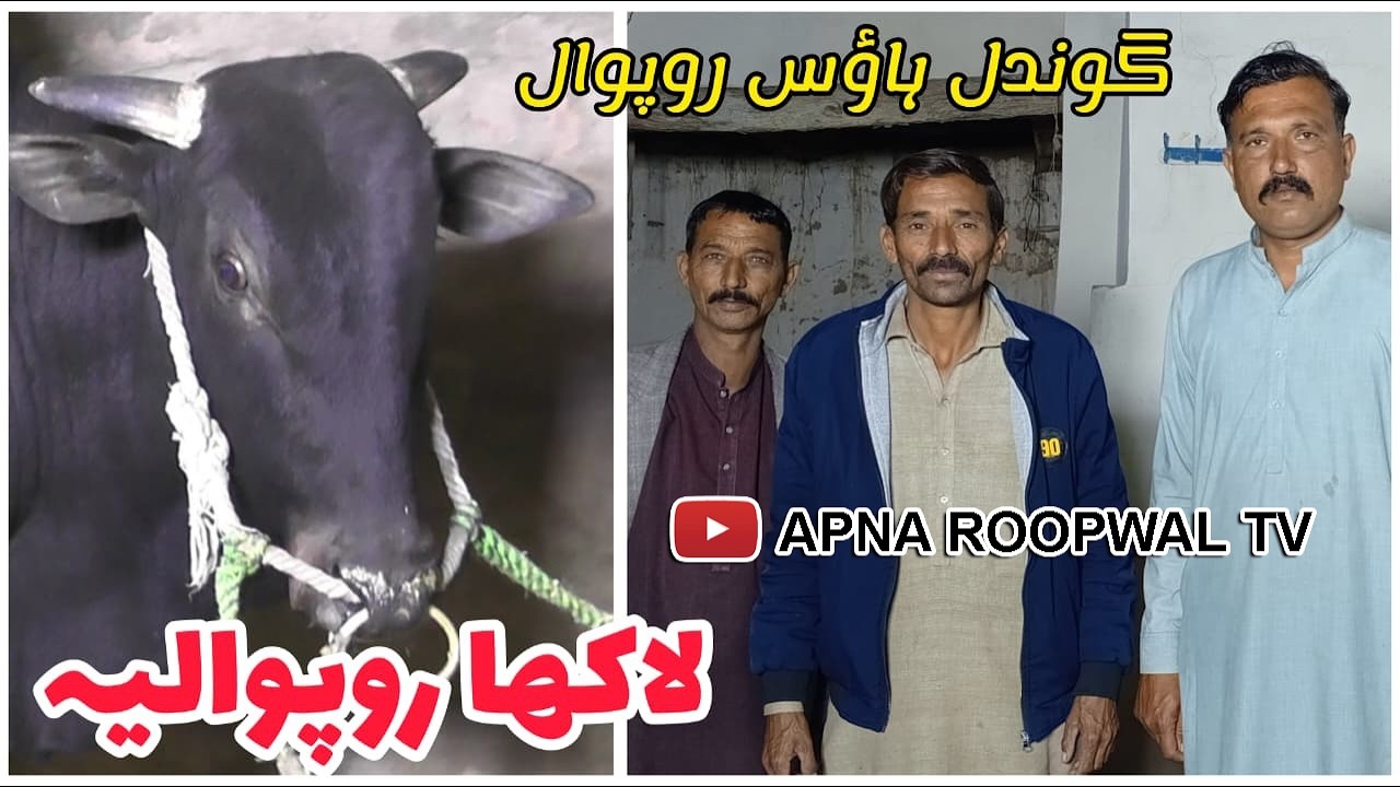 New Entry Celebration of Race Bull 