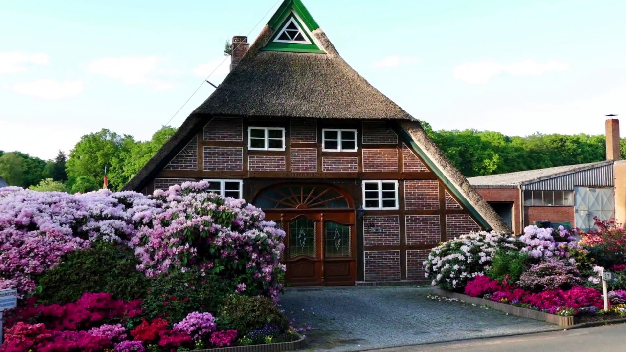 Blühende Rhododendron Wälder im Ammerland bei Oldenburg