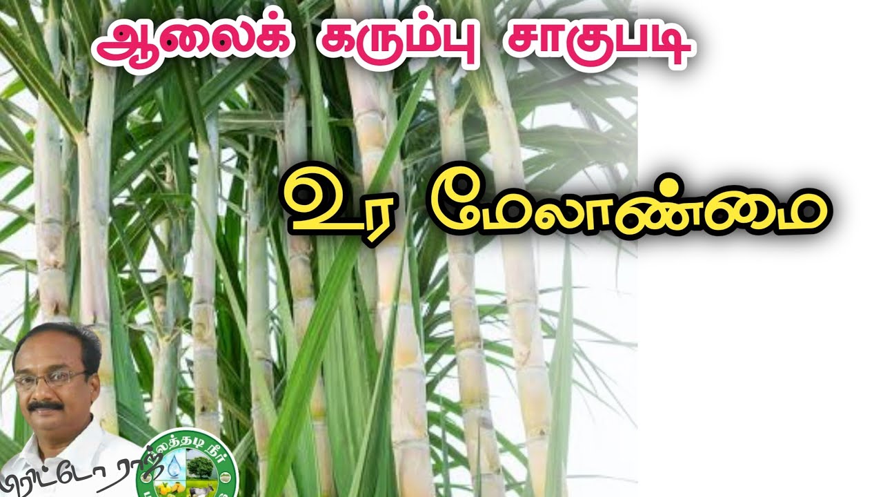 ஆலைக் கரும்பு சாகுபடி - உர மேலாண்மை.  பிரிட்டோராஜ் 9944450552