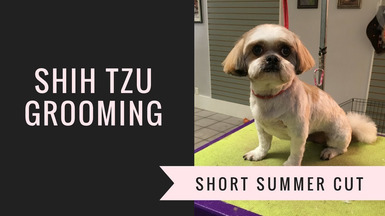SHIH TZU GROOMING: SUMMER CUT