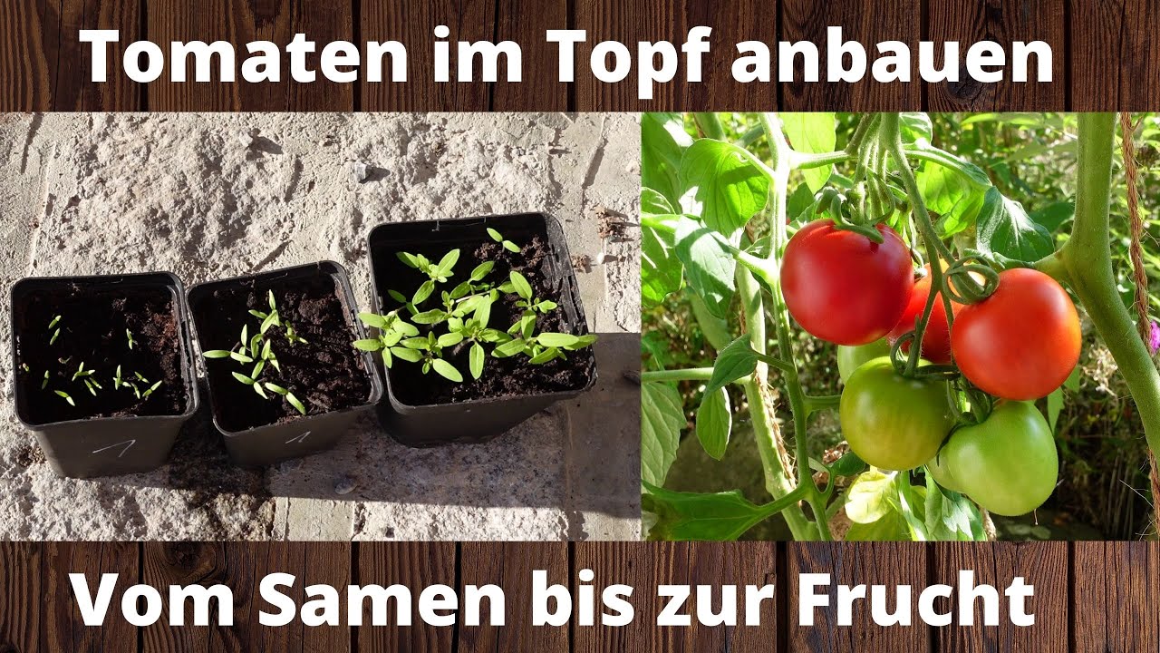 Tomate im Topf anbauen |  Vom Samen bis zur Frucht