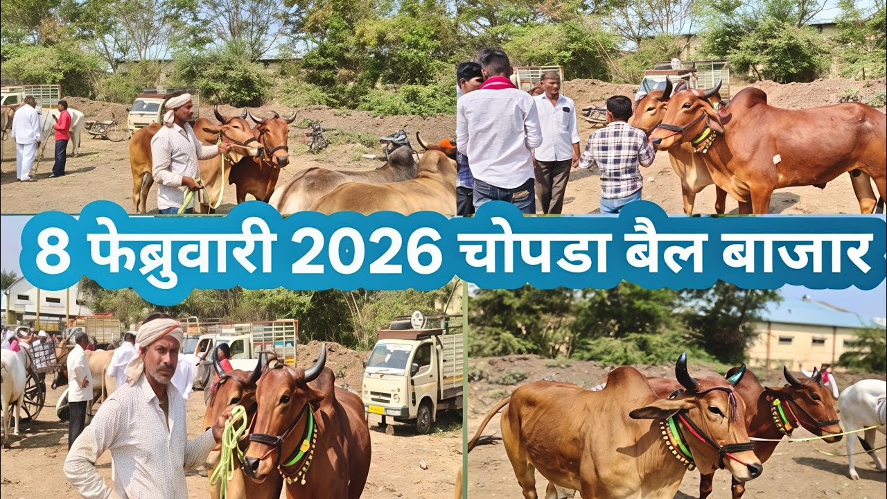 8 फेब्रुवारी 2026 | चोपडा बैल बाजार | बापू शंकर पारधी भुरा बापू पारधी | बबलू पाटील🙏👍
