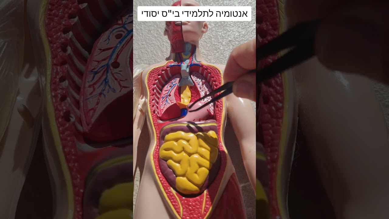 אנטומיה בסיסית של הטורסו