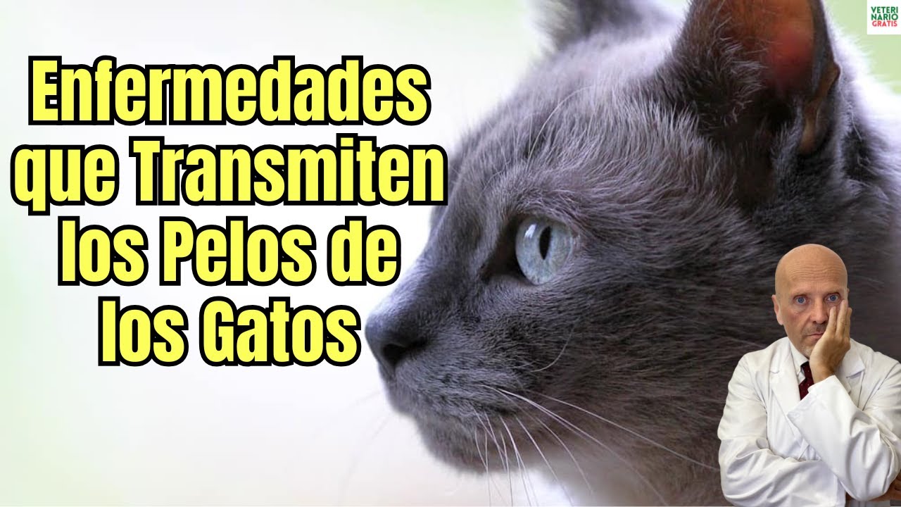 🐱⚠️ ¿QUE ENFERMEDADES TRANSMITEN LOS PELOS DE LOS GATOS?🐱⚠️