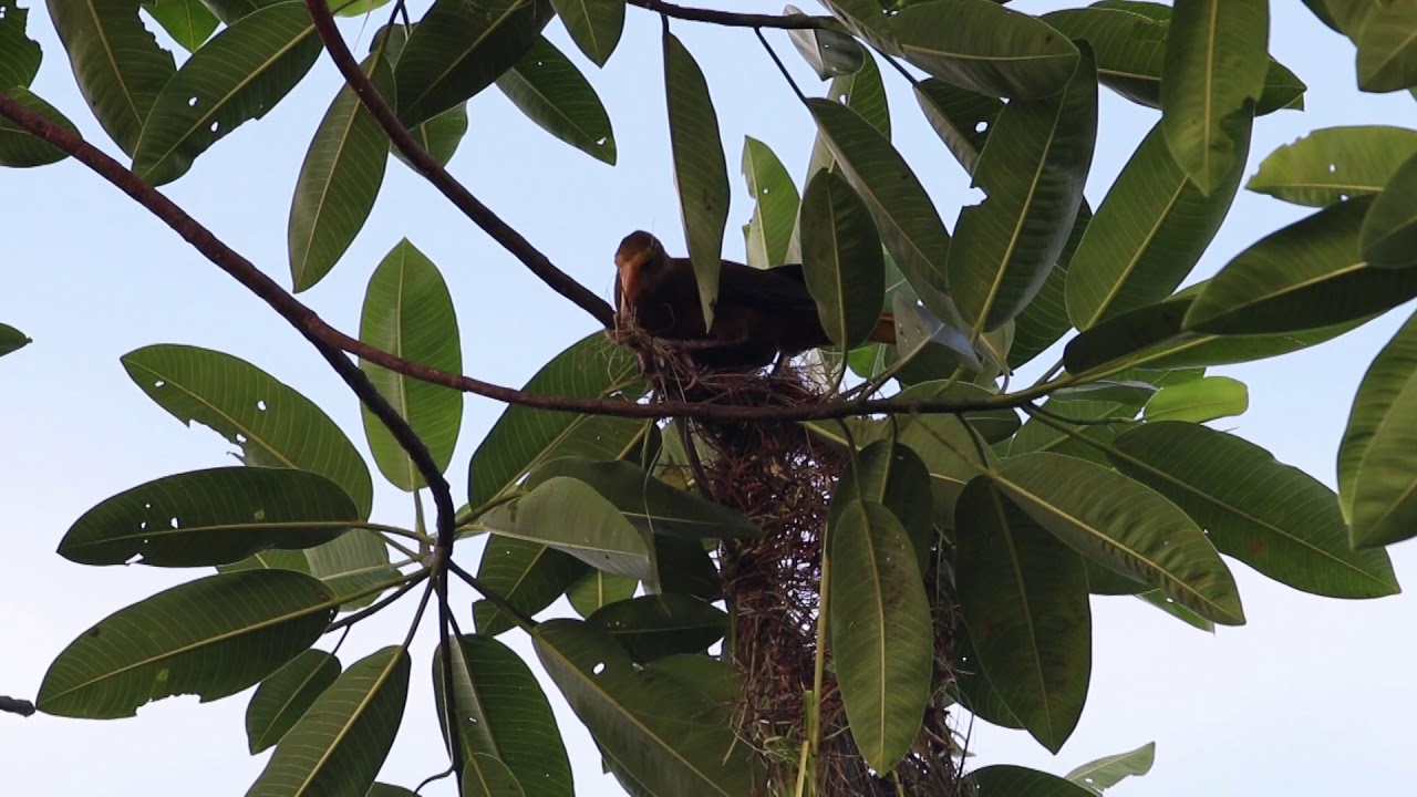 Russet-backed oropendola (Psarocolius angustifrons) building a nest, Peru