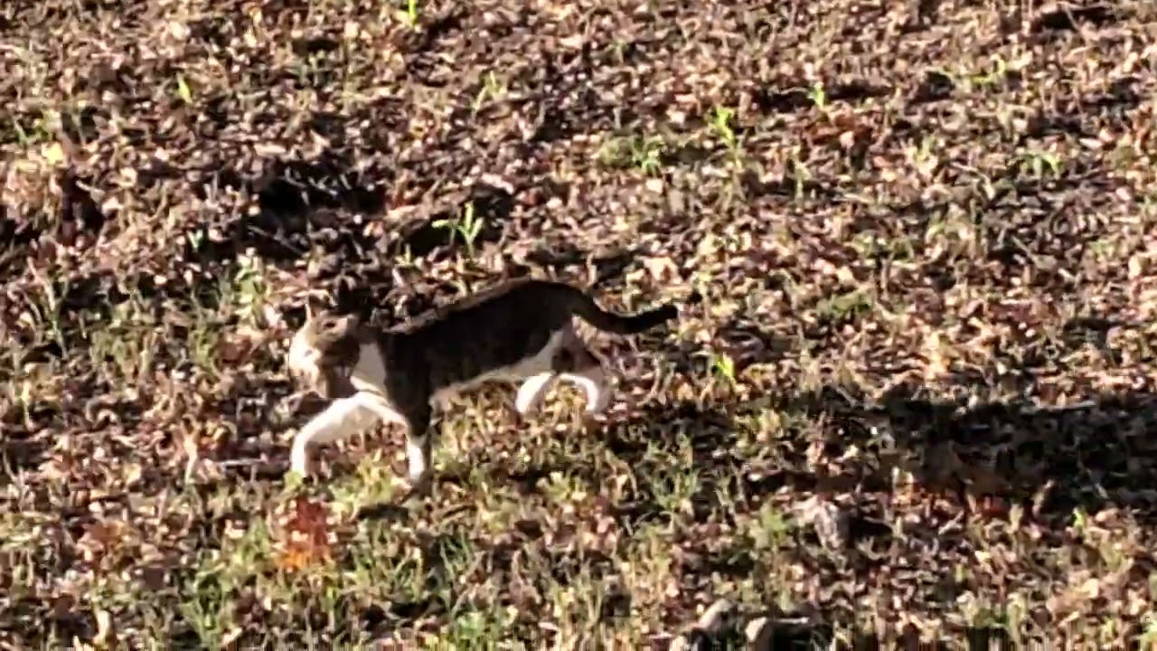 This crazy cat likes to hunt! 🤣
