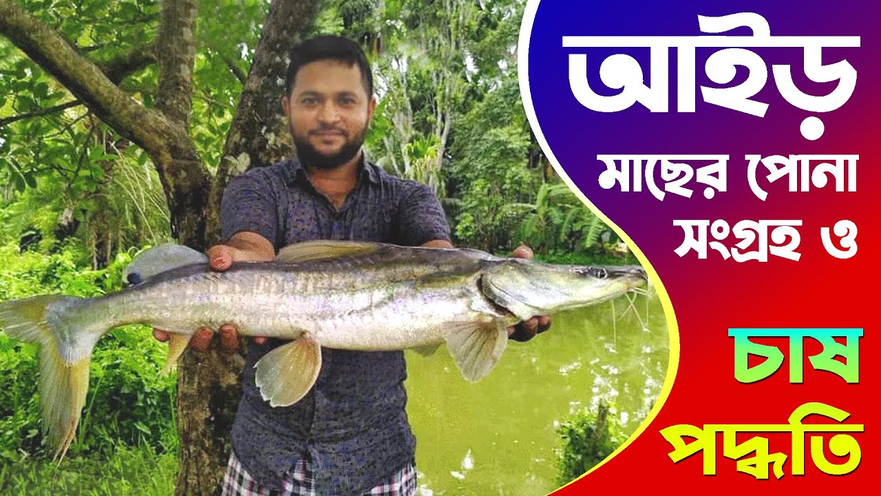 আইড় মাছ চাষ ও পোনা কোথায় পাওয়া যায় / Long whiskered catfish