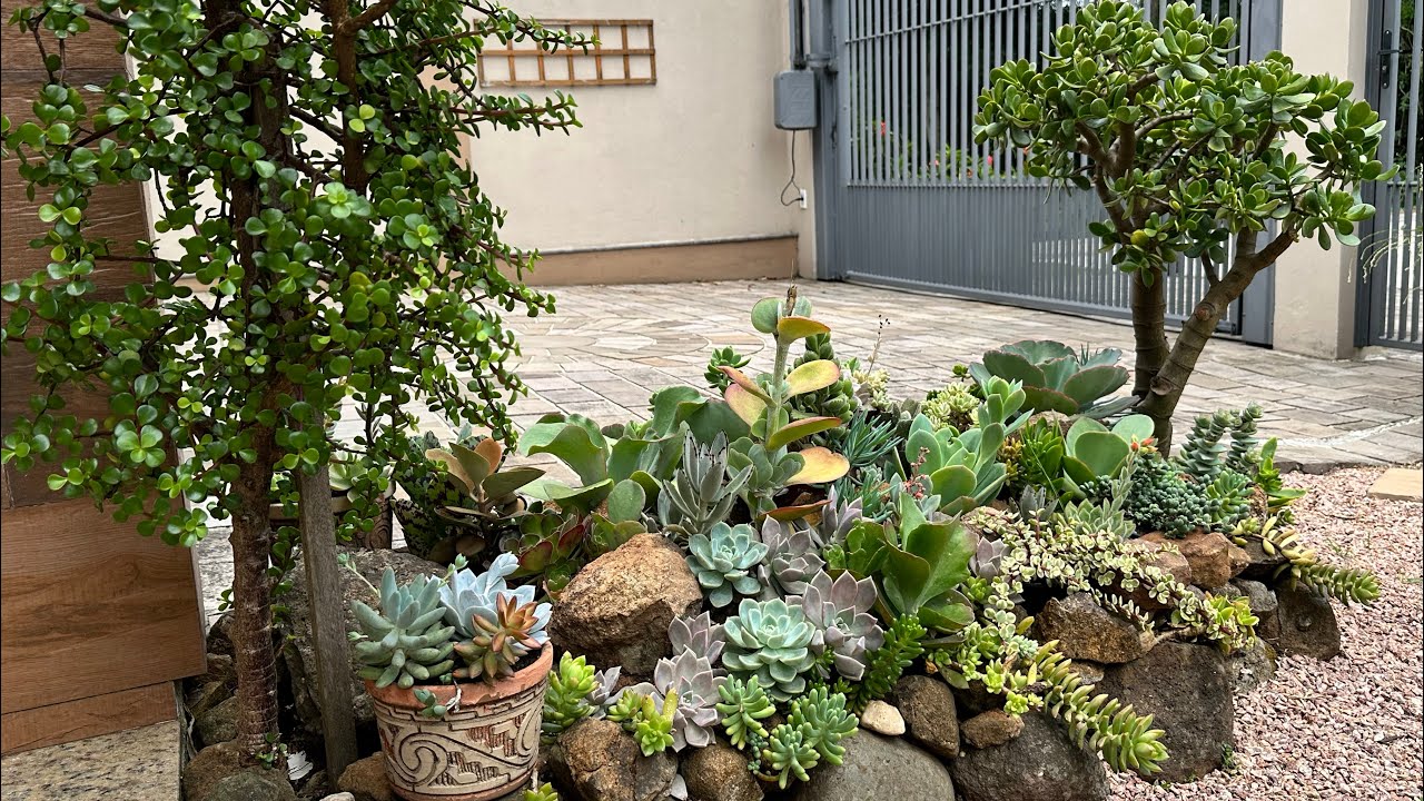 Tour pelo jardim com mais de 40 espécies de suculentas - Dicas de cultivo e muito mais!