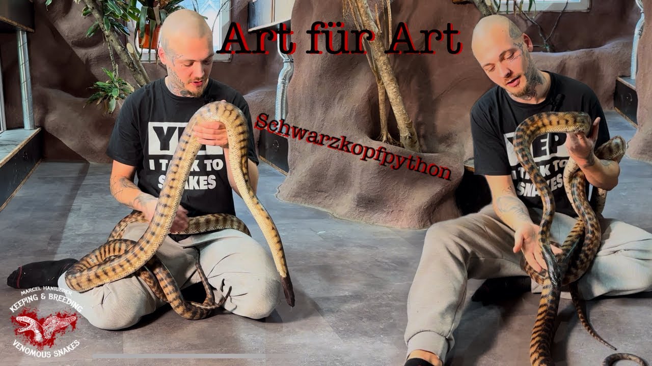 Art für Art - Schwarzkopfpython