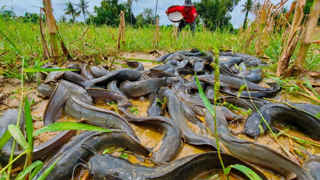 WOW full video! a fishing skills catch fish in the rice field and pick duck eggs by best hand rain