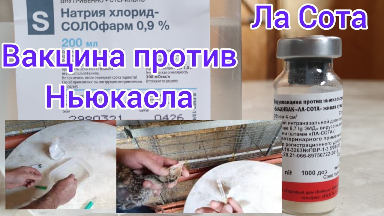 Вакцинация цыплят ЛА СОТА