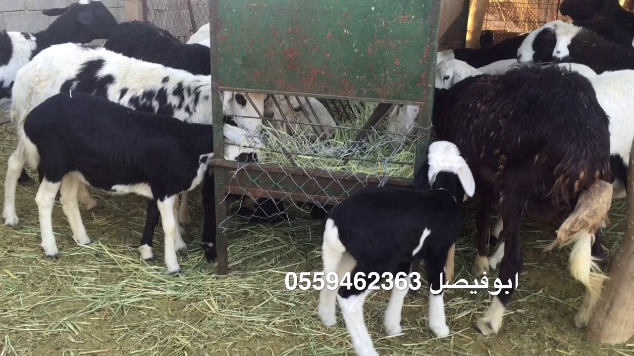 اقبال الحلال والحالة الصحية على البونيكام