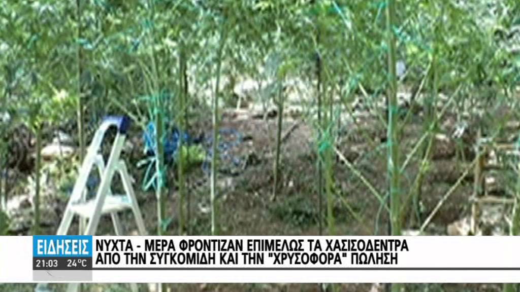 ΟΛΟΚΛΗΡΟ...ΧΑΣΙΣΟΔΑΣΟΣ ΣΤΟΝ ΟΡΕΙΝΟ ΜΥΛΟΠΟΤΑΜΟ