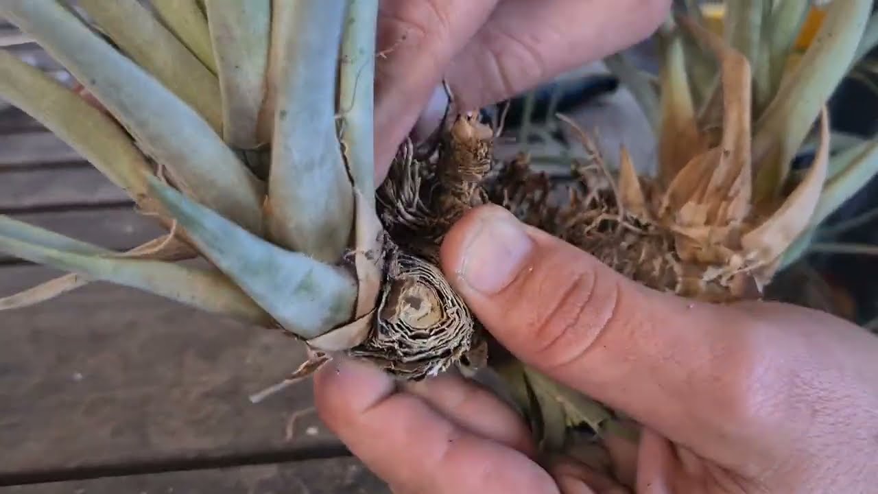 How To - Wire Mounting a Clump of Tillandsia