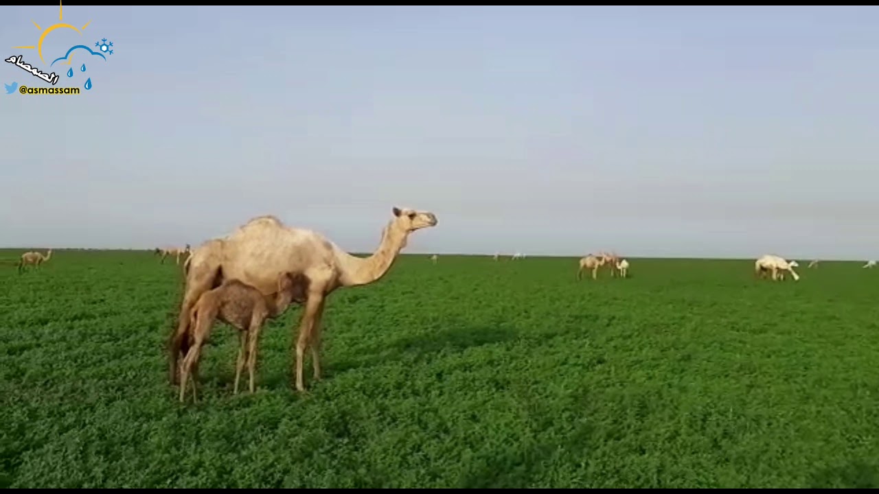مشاهد لا توصف من خريف بادية الرشايدة شرق السودان ( راجس الخضاري )