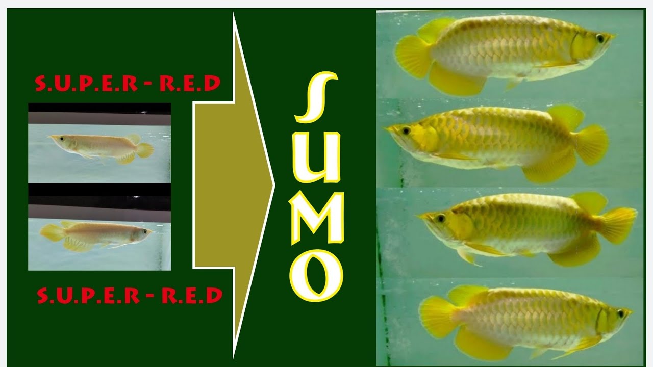 ARWANA SUPER RED SUMO update dari size 16cm sampai 37cm