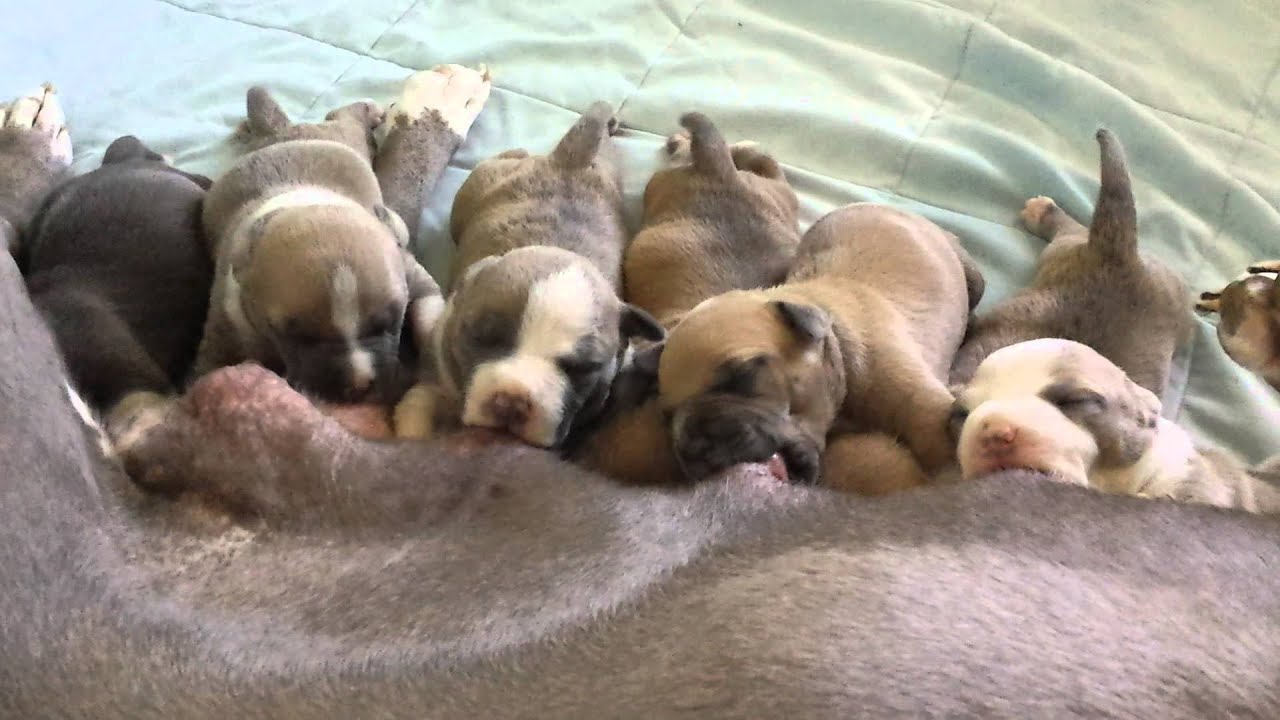 Chico X Kali puppies just shy two weeks