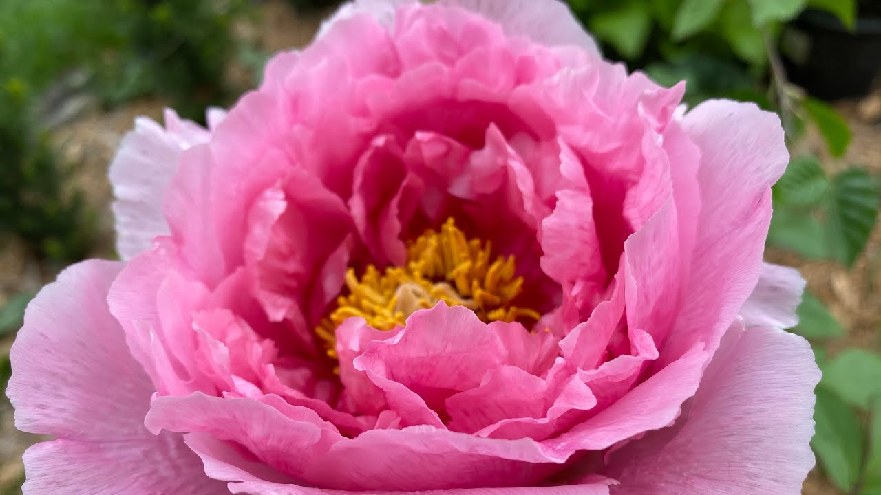 May Flowers