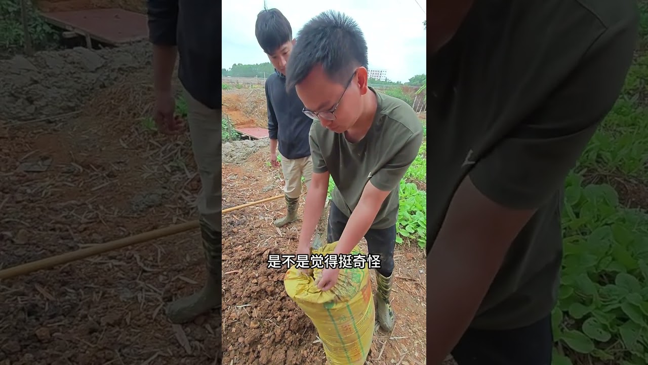 这个地，现在应该说很肥了吧 大家都说我们地里的泥很瘦，我们加上各种肥料，这下好了！必须肥诺诺的！种啥都叫好！#我的乡村生活 #小院改造 #抖音新农人 #开荒种地 #建造田园生活