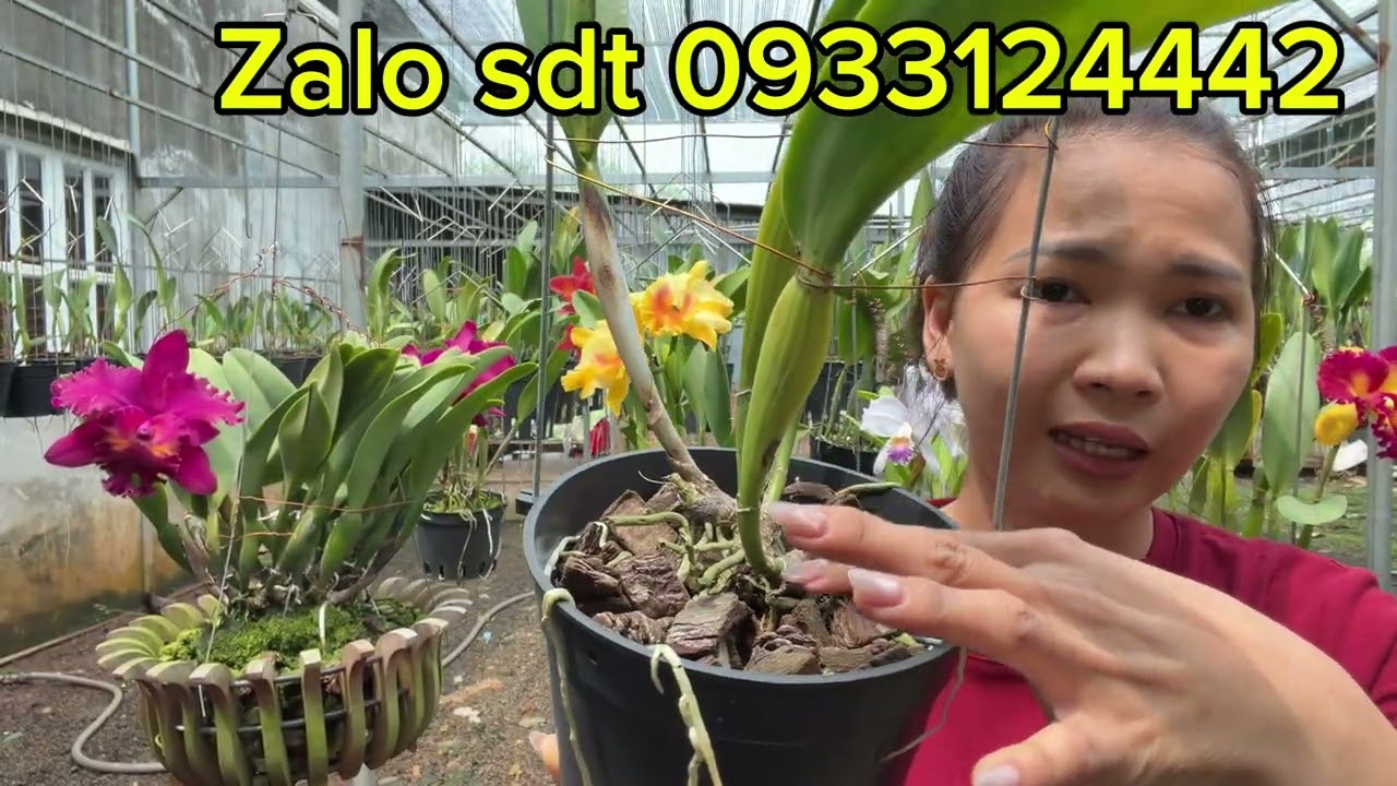 Tiếp tục giảm 10% đơn hàng #lan #cattleya. Alo e 0933124442 #hoalanmyhanh 