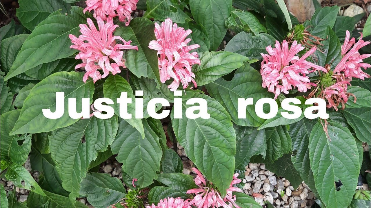Planta Justicia rosa / flor canhota /flor Lisimáquia