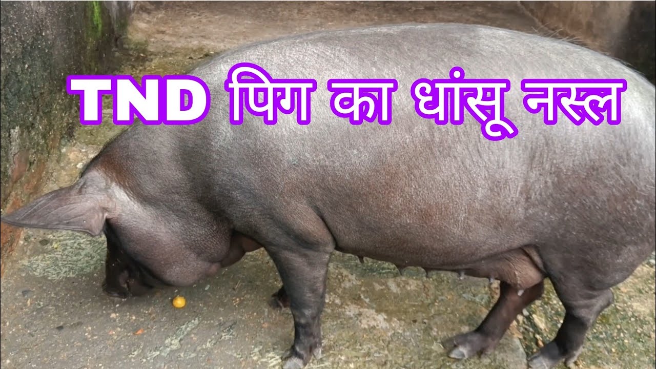 TND पिग का धांसू नस्ल #TND-jharasuk-brid in jharkhand#chourasia agriculture and pig farming