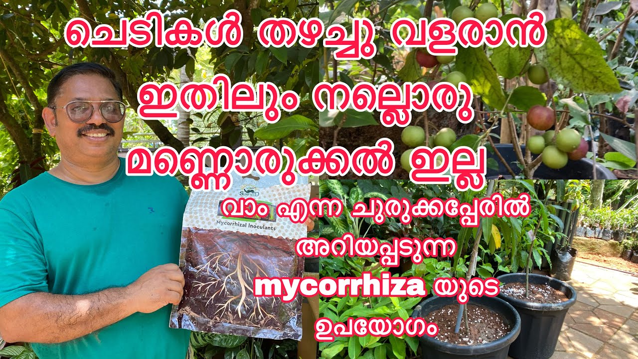 Mycorrhizal (vam) benefits ചെടികൾ തഴച്ചു വളരാൻ ഇതിലും നല്ലൊരു മണ്ണൊരുക്കൽ ഇല്ല