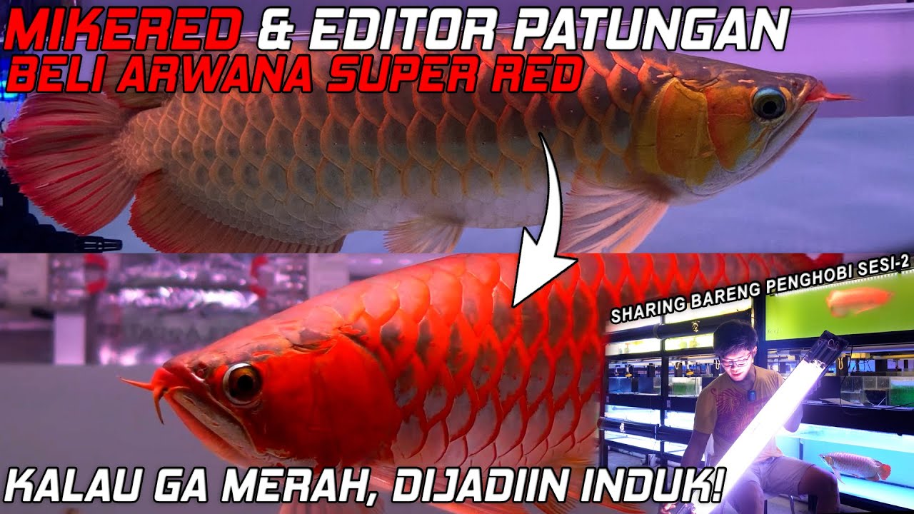 Mike Red & Editor Patungan Beli Arwana Super Red, Kalau Gabisa Merah MASUK KOLAM