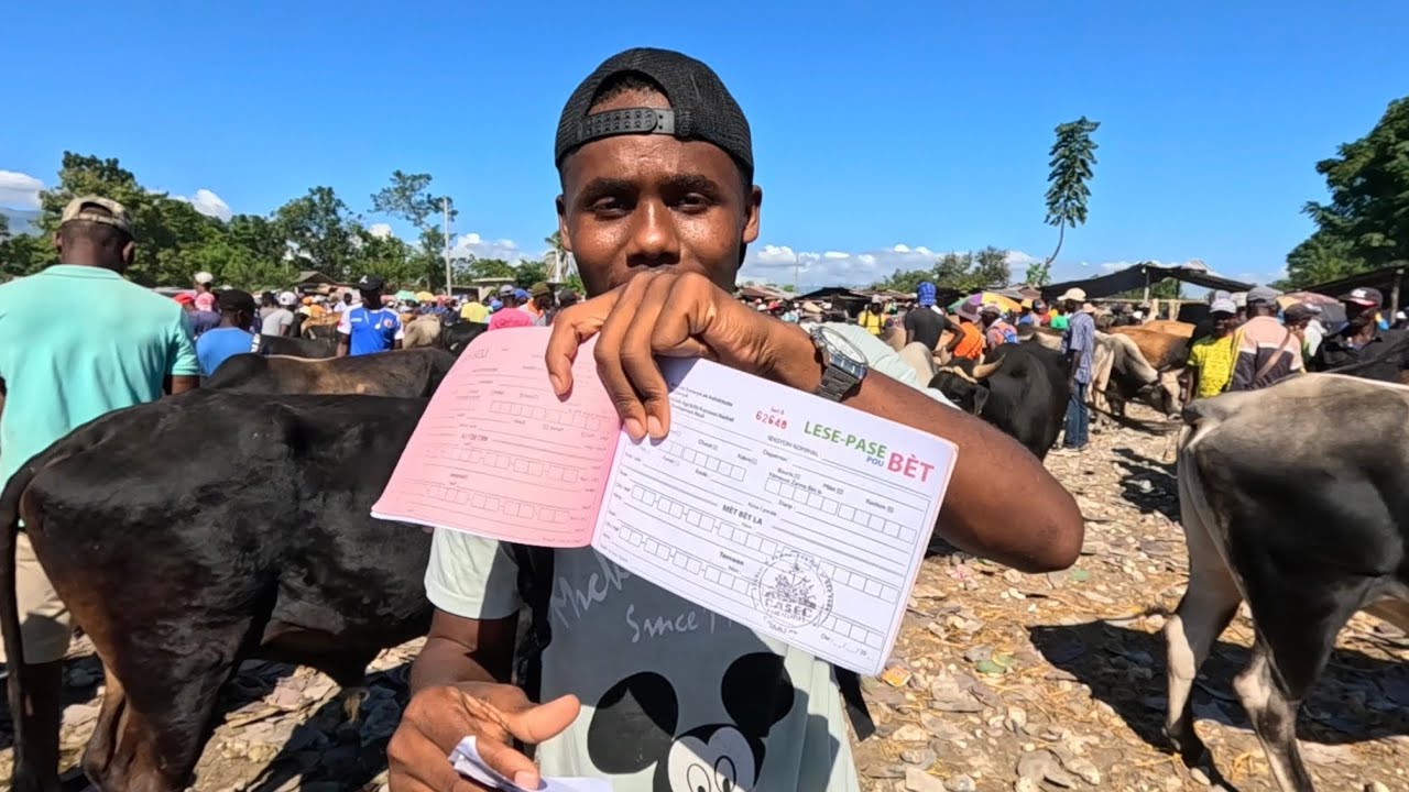 Men Papye wap bezwen pouw achte ak Vann yon bèt en Haiti 🇭🇹