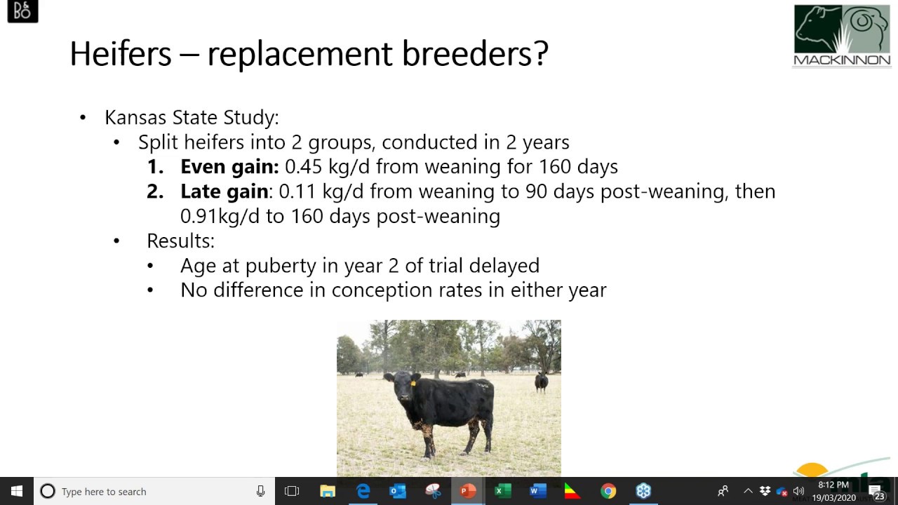Feeding weaner cattle: production or maintenance?